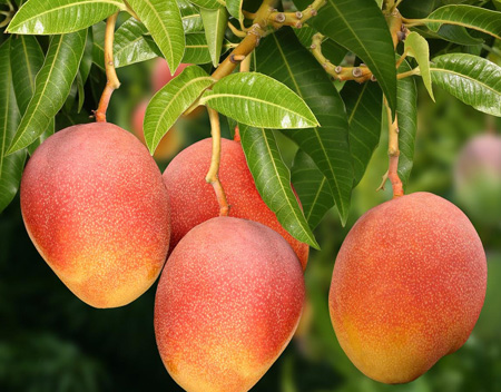 Indústria de Concentrado de Frutas
